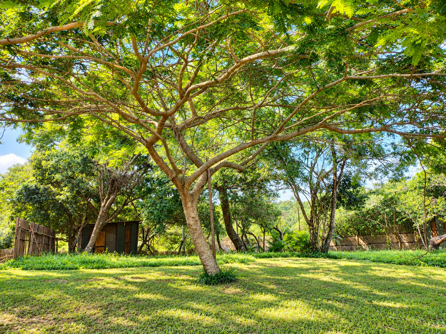 Open grassed clearing beneath a broad tree canopy at the Gala-Gala Camping Extension